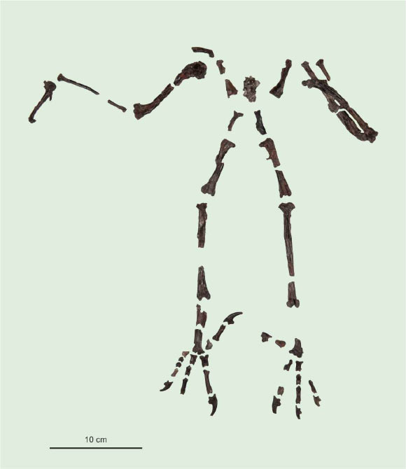 The 55-million-year-old skeleton of Primoptynx poliotauros. Image credit: Senckenberg Research Institute / Tränkner.