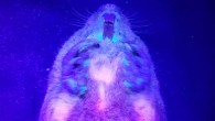 Southeastern pocket gophers (Geomys pinetis) are biofluorescent, giving off a colored glow when illuminated with UV light. Image credit: Pynne et al., doi: 10.1674/0003-0031-186.1.150.