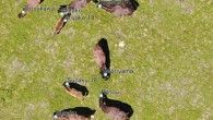 Maeda et al. took aerial photos of individual horses that appeared in pre-fixed areas and collected positional data. Image credit: Maeda et al., doi: 10.1038/s41598-020-79790-1.