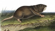 Selden & Putz argue that by promoting root growth in their tunnels and then cropping those roots, southeastern pocket gophers (Geomys pinetis) are employing a low-level food production system that may qualify as farming. Image credit: John Woodhouse Audubon / New York Public Library.