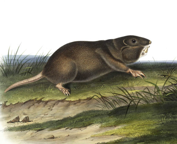 Selden & Putz argue that by promoting root growth in their tunnels and then cropping those roots, southeastern pocket gophers (Geomys pinetis) are employing a low-level food production system that may qualify as farming. Image credit: John Woodhouse Audubon / New York Public Library.