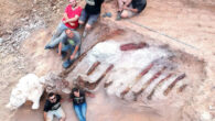 Paleontologists with the fossilized remains of a Jurassic brachiosaurid dinosaur. Image credit: Instituto Dom Luiz, University of Lisbon.