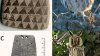 Iberian owl-like plaques and local owl species: (a) engraved slate plaque found in Cerro de la Cabeza, Valencina de la Concepción, Sevilla, Spain; (b) wild little owl (Athene noctua) pictured in an agricultural area in Valencina de la Concepción in 2021; (c) slate plaque from Mértola, Alentejo, Portugal; the orifices on the upper part may have been used to insert actual feathers; (d) long-eared owl (Asio otus) with erected ear tufts, pictured in Valencina de la Concepción in 2021. Image credit: Juan J. Negro.