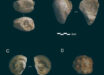 Marine fossils from Prado Vargas Cave, Spain. Image credit: Ruiz et al., doi: 10.3390/quat7040049.