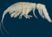 Dulcibella camanchaca, holotype female. Image credit: Weston et al., doi: 10.1080/14772000.2024.2416430.