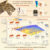 Graphic showing functional optimality drives repeated evolution of extreme saber-tooth forms. Image credit: Tahlia Pollock.