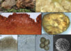 Tuber cumberlandense. Image credit: Sow et al., doi: 10.1080/00275514.2024.2407755.