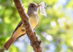 The great-crested flycatcher (Myiarchus crinitus) is notorious for using shed snake skin in its nest construction. Image credit: Barbara Taylor / Macaulay Library.