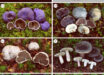 Boast et al. report ancient DNA and spores from the inside of two coprolites of the upland moa (Megalapteryx didinus) that reveal consumption and likely dispersal of ectomycorrhizal fungi. Image credit: Boast et al., doi: 10.1098/rsbl.2024.0440.