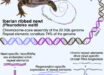 Brown et al. present the chromosome-scale assembly of the 20.3 Gb genome of the Iberian ribbed newt (Pleurodeles waltl), with a unprecedented contiguity and completeness among giant genomes. Image credit: Brown et al., doi: 10.1016/j.xgen.2025.100761.