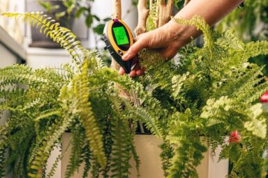 A soil moisture meter is among the most useful of houseplant gadgets, like this one in a pot of healthy ferns. Image by Grafvision.