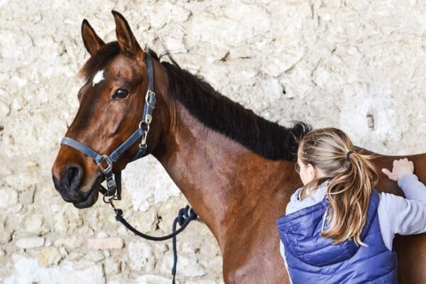 Equine Massage