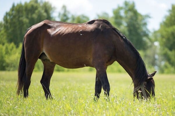 Horse grazing