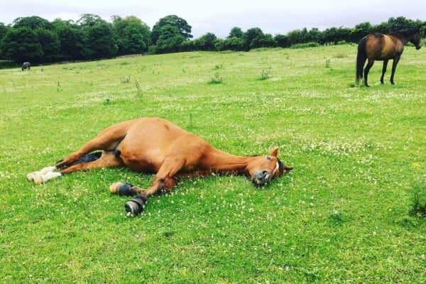 Horse Lying Down1