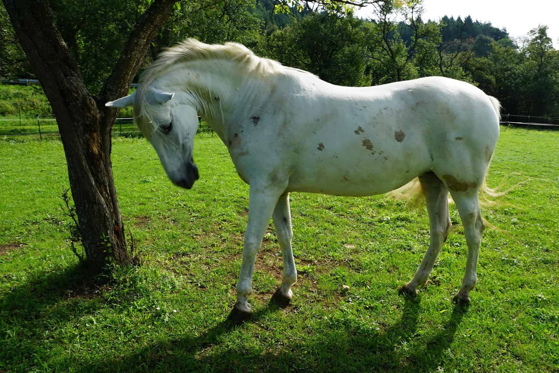 Do horses sleep standing up