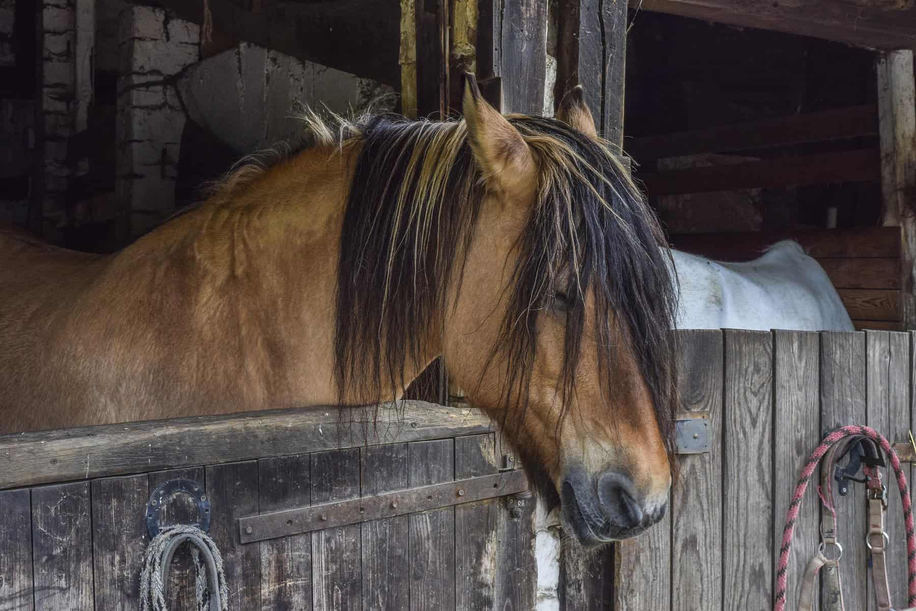 Horse sleeping standing up