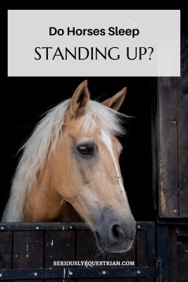 Horses Sleep Standing up Pin