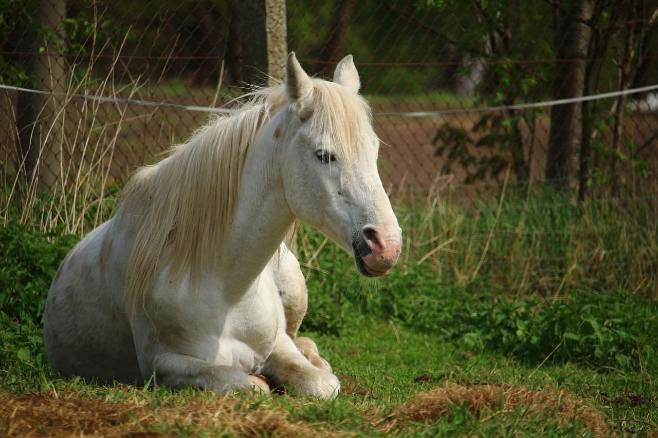 horse sleeping laying down