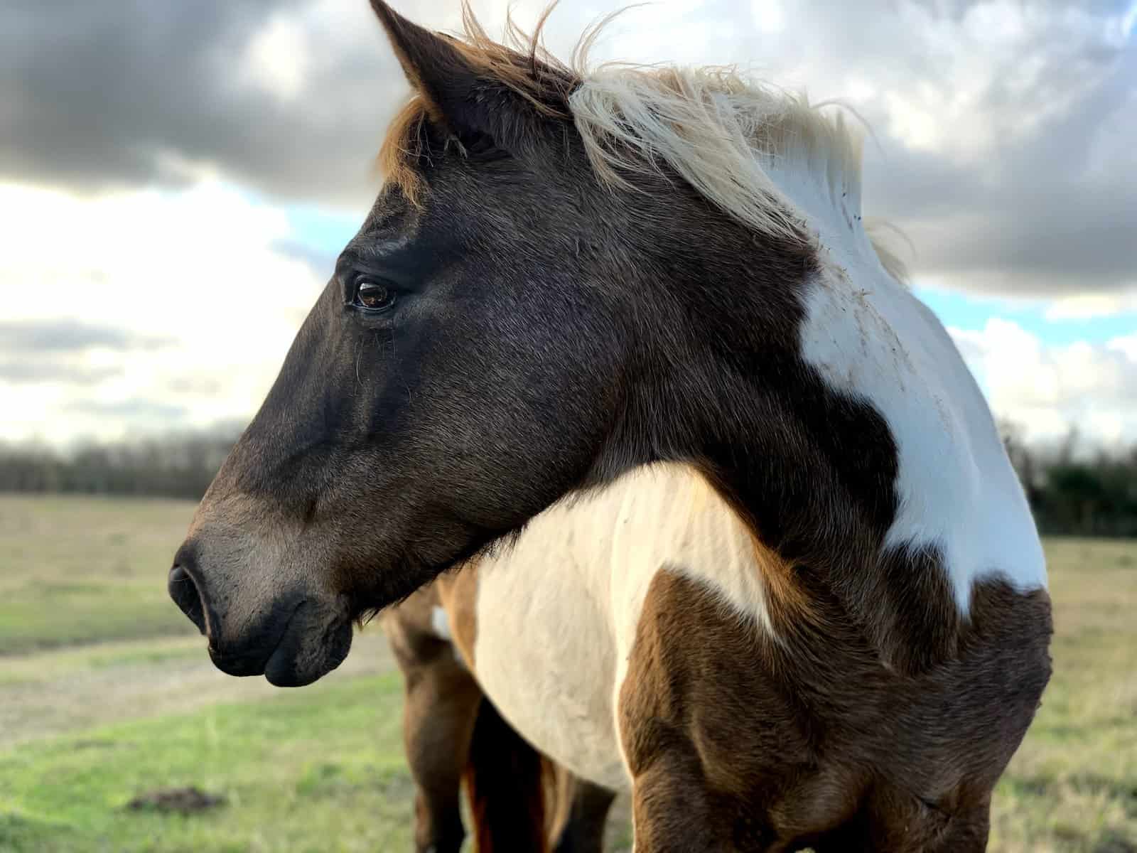 worried horse