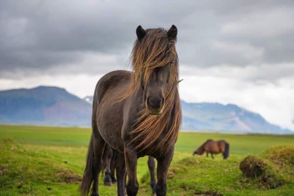 Horse Manes