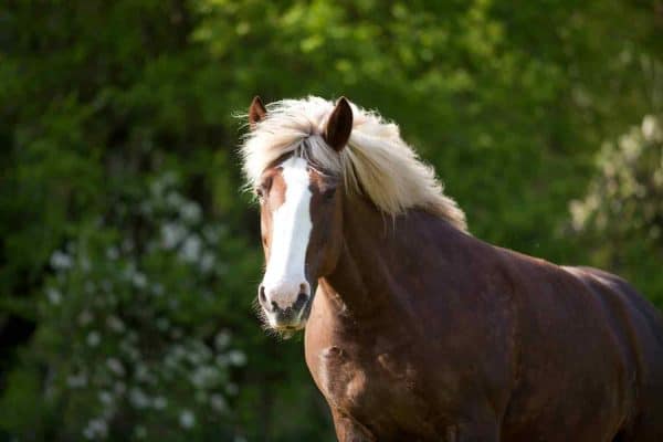 Black Forest Horses