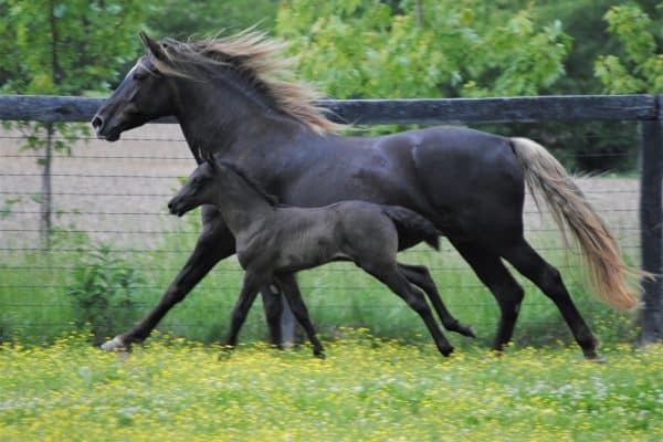 Rocky Mountain Horses