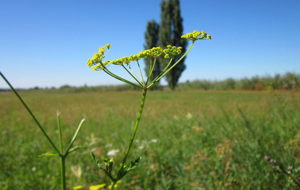 wild parsnip poisonous plant photo