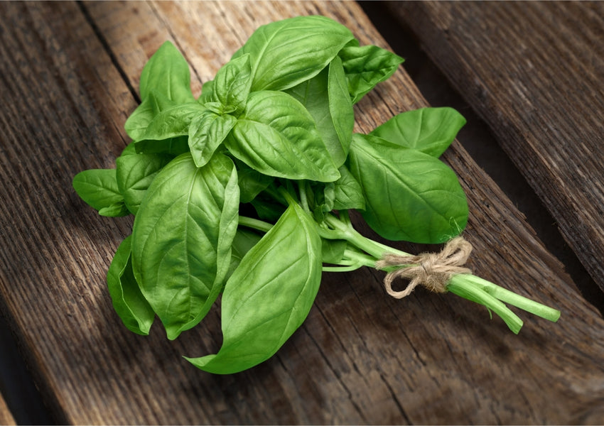 Bunch of fresh basil on cutting board