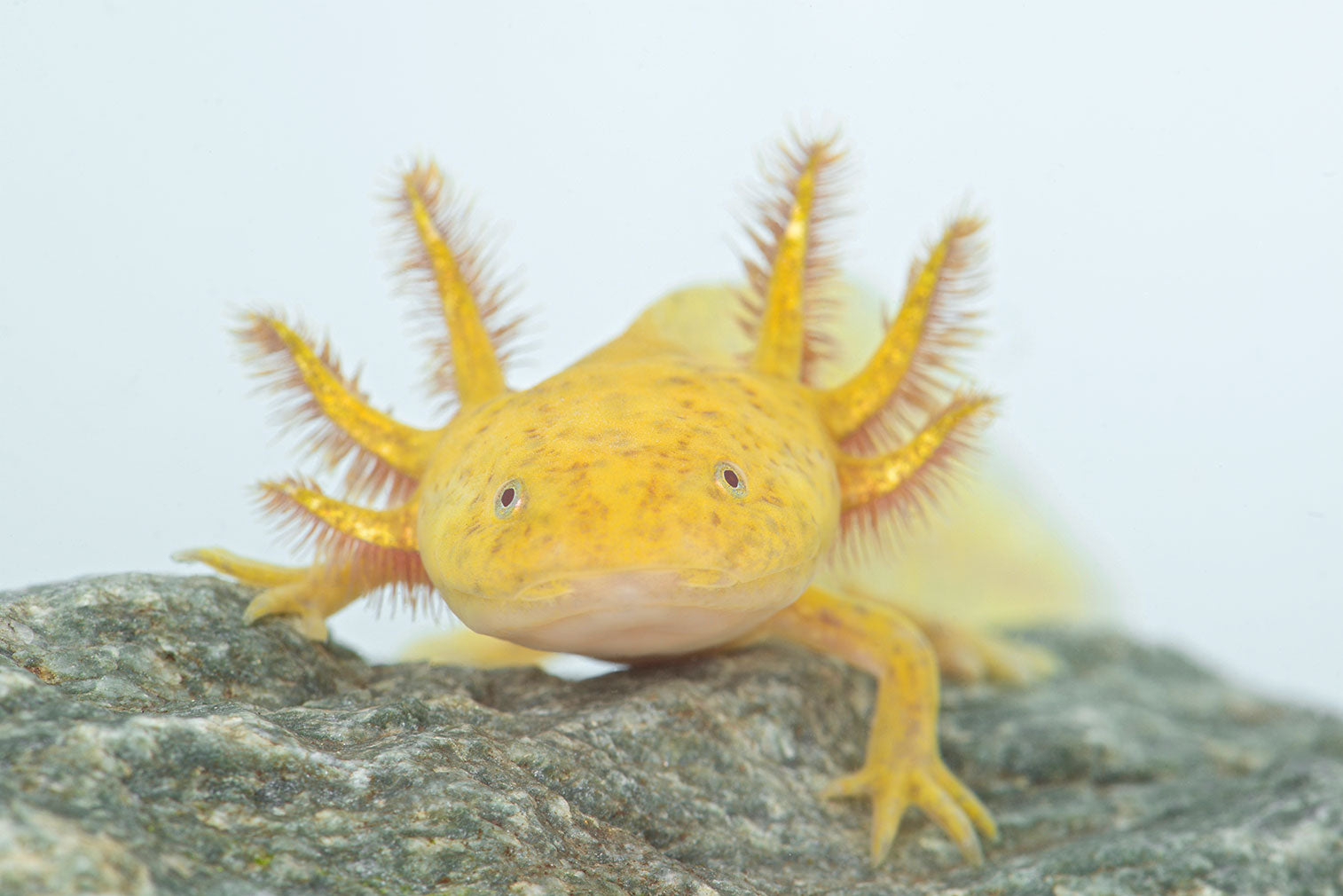 What Do Axolotls Eat - Viewableea