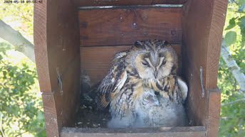 Long-eared Owls - Tiszavasvári