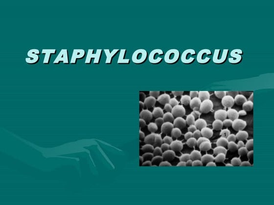 Staphylococcus aureus