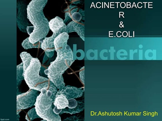 acinobacter & ecoli