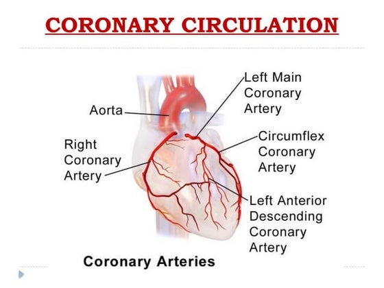 3. coronary circulation.pptx cardiovascular