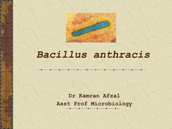 Bacillus anthracis