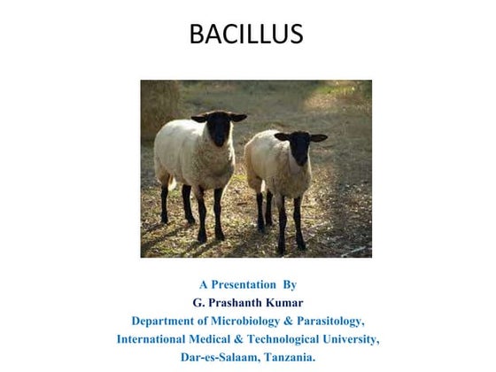 Bacillus 