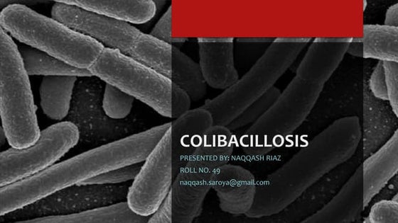 Colibacillosis