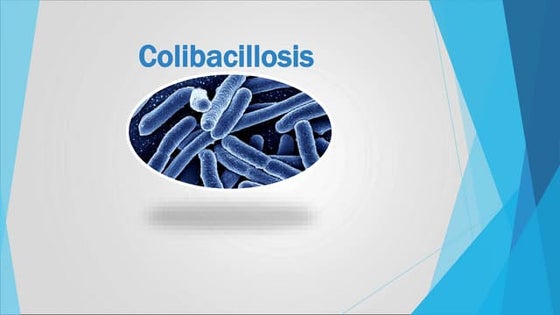 colibacillosis.pptcolibacillosis.ppt colibacillosis.pptcolibacillosis.ppt