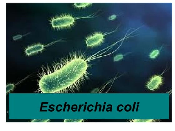 E.coli