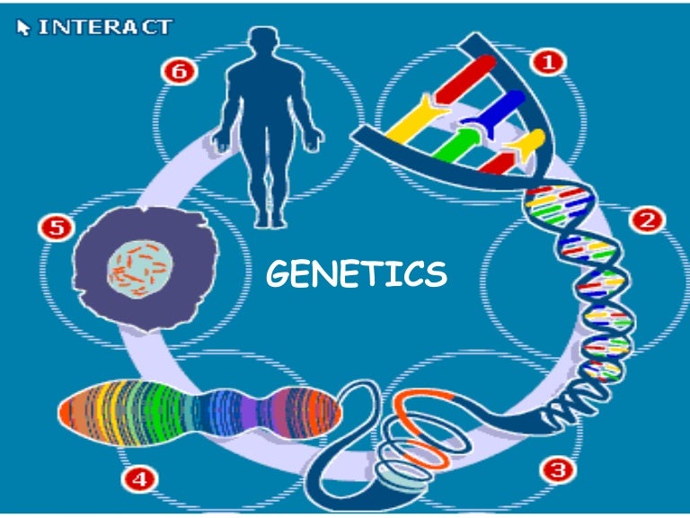 Genetics intro. 8th