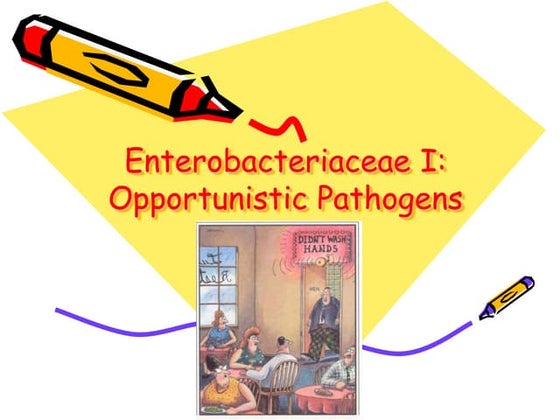 Gram Negative Bacteria.ppt