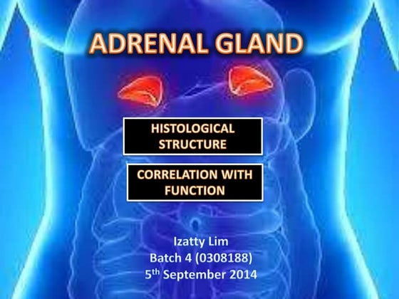 HISTOLOGY OF ADRENAL GLAND & CORRELATION WITH FUNCTION