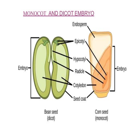 Monocot and dicot | PPT