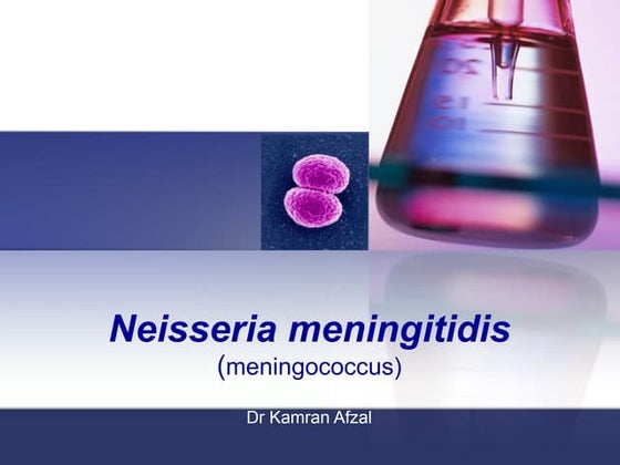 Neisseria Meningitidis