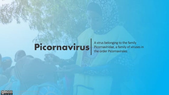 Picorna virus