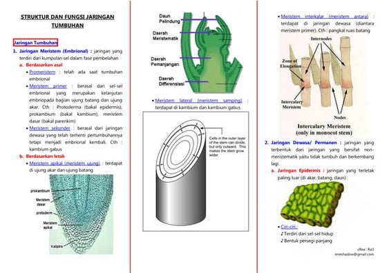 Rangkuman Struktur dan Fungsi Jaringan Tumbuhan Materi Biologi SMA