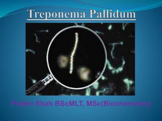 Treponema pallidum