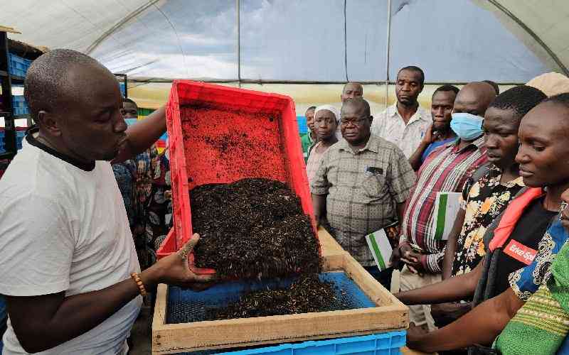 Sustainable agriculture using Black Soldier Fly