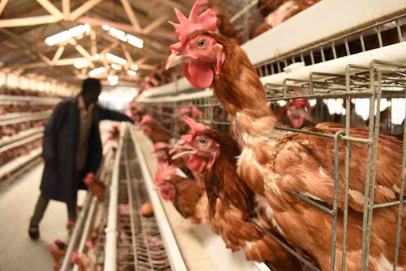 Turning poultry farming into a viable enterprise