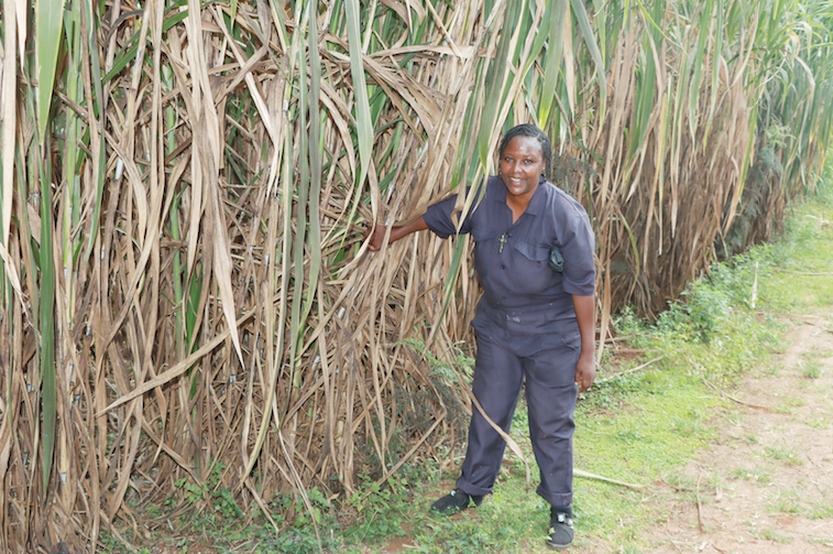 Farmers milk profits from Chinese 'magic grass'