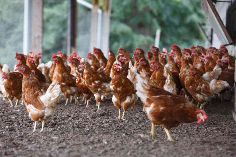 Coccidiosis: The silent killer of poultry flocks